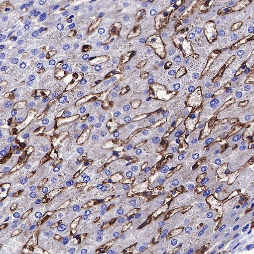 CD14 Mouse mAb (SDT-631-7)
