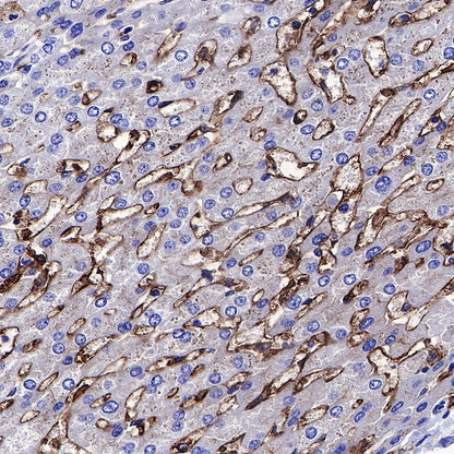 CD14 Mouse mAb (SDT-631-7)