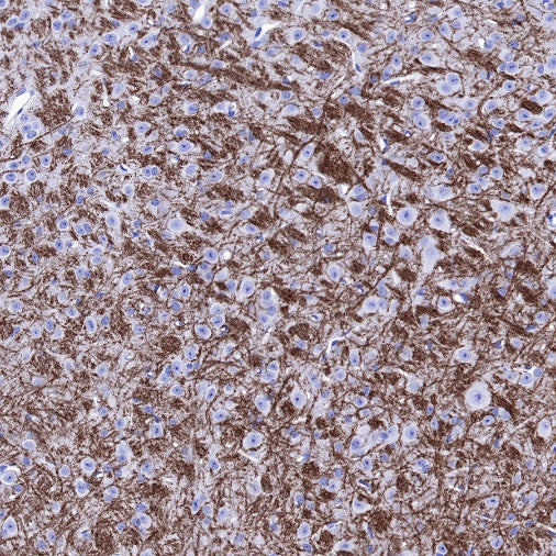 Myelin Oligodendrocyte Glycoprotein (MOG) Recombinant Rabbit mAb (S-1384-61)