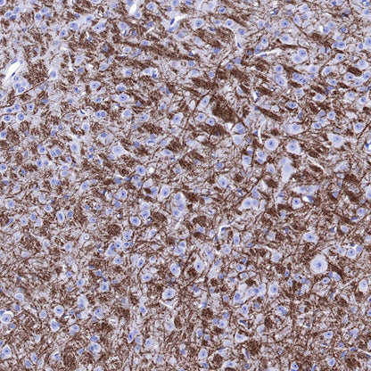 Myelin Oligodendrocyte Glycoprotein (MOG) Recombinant Rabbit mAb (S-1384-61)