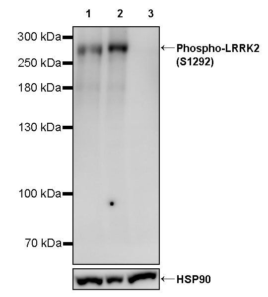 Phospho-LRRK2 (S1292) Recombinant Rabbit mAb (S-2521-13)