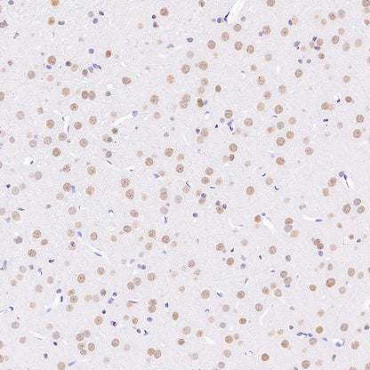 Anti-5-methylcytosine (5-mC) Recombinant Mouse mAb (S-3720)