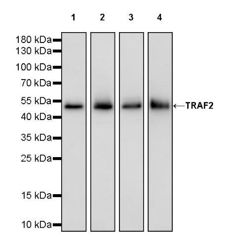 TRAF2 Rabbit Polyclonal Antibody