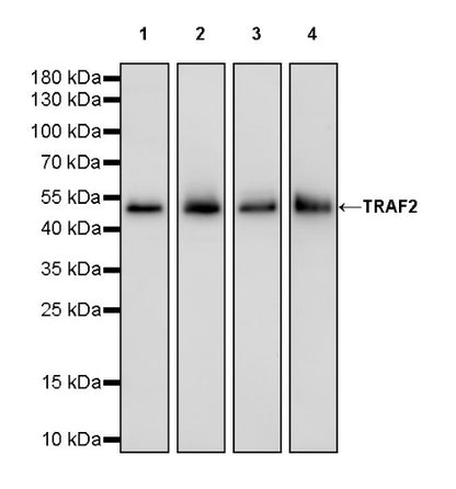 TRAF2 Rabbit Polyclonal Antibody