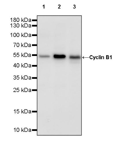 Cyclin B1 Recombinant Rabbit mAb (S-1407-224)