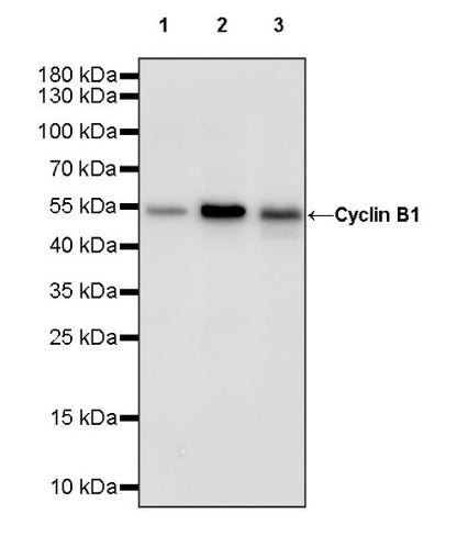 Cyclin B1 Recombinant Rabbit mAb (S-1407-224)