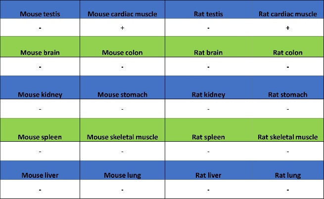 FABP4 Recombinant Rabbit mAb (S-1360-168)