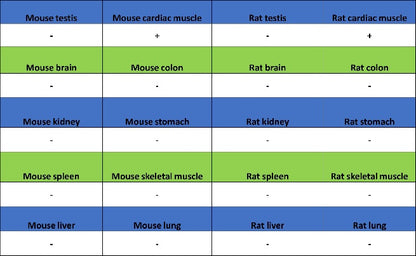 FABP4 Recombinant Rabbit mAb (S-1360-168)