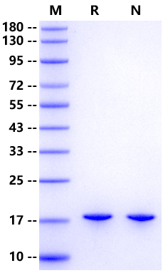 FABP8 His Tag Protein, Human