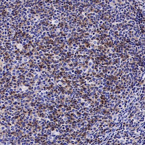 FYN Recombinant Rabbit mAb (S-2157-52)