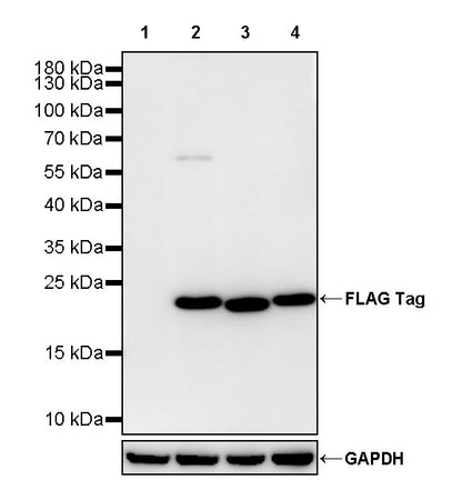 FLAG Tag Recombinant Rabbit mAb (S-SC044)