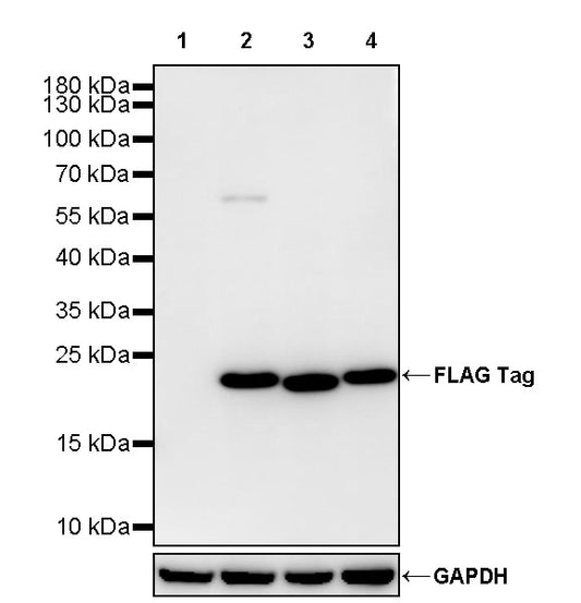 FLAG Tag Recombinant Rabbit mAb (S-SC044)