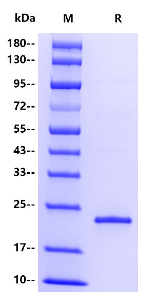 Human GH Protein, His Tag