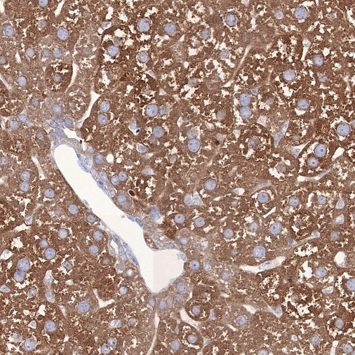 FASN Recombinant Rabbit mAb (S-682-32)