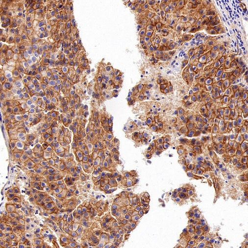SLC30A1/ZnT1 Rabbit Polyclonal Antibody