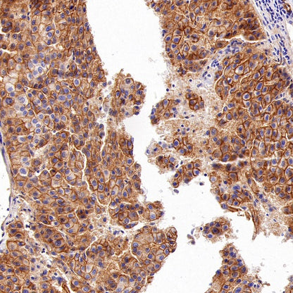 SLC30A1/ZnT1 Rabbit Polyclonal Antibody