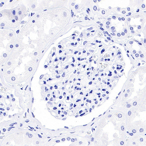 Human Growth Hormone / GH Recombinant Rabbit mAb (SDT-1160-40)