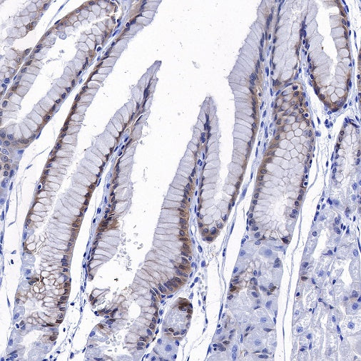 CD82 Recombinant Rabbit mAb (S-673-44)