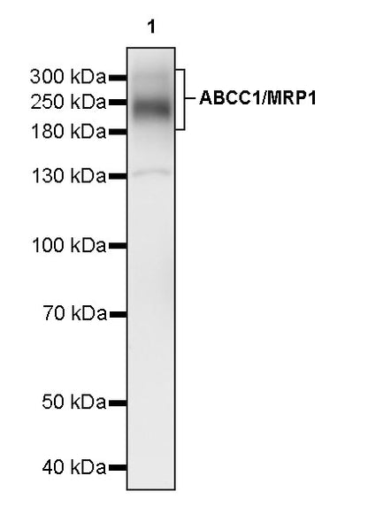 ABCC1/MRP1 Recombinant Rabbit mAb (SDT-4056-11)