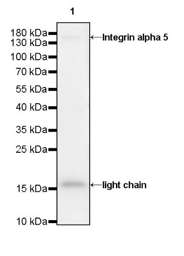 Integrin alpha 5 Recombinant Rabbit mAb (S-381-37)