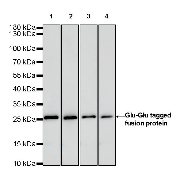 Glu-Glu tag Recombinant Rabbit mAb (S-905-4)