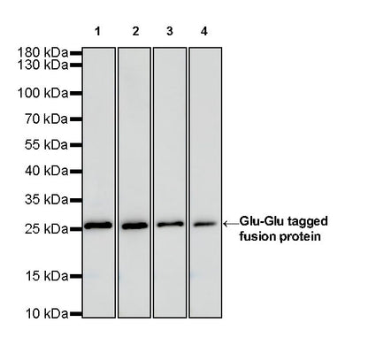 Glu-Glu tag Recombinant Rabbit mAb (S-905-4)
