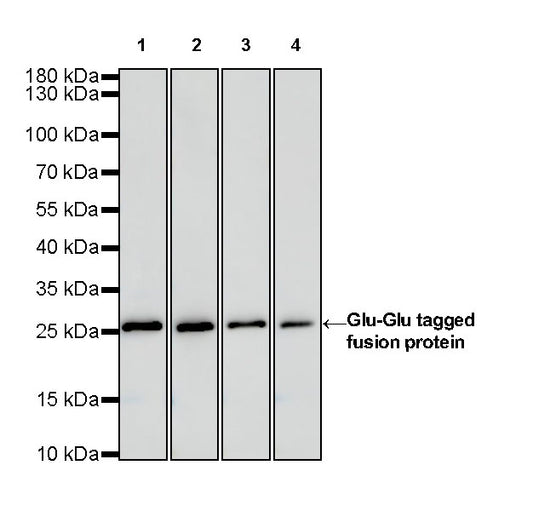 Glu-Glu tag Recombinant Rabbit mAb (S-905-4)