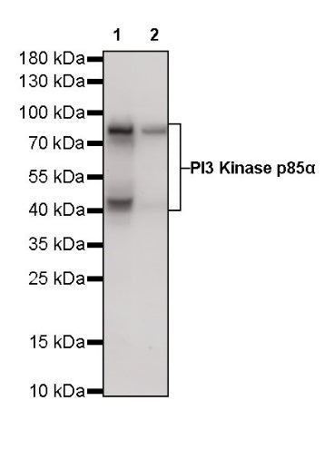 PI3 Kinase p85α Recombinant Rabbit mAb (S-328-24)