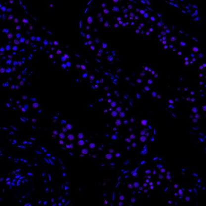 p27 Recombinant Rabbit mAb (Alexa Fluor® 700 Conjugate) (SDT-R350)