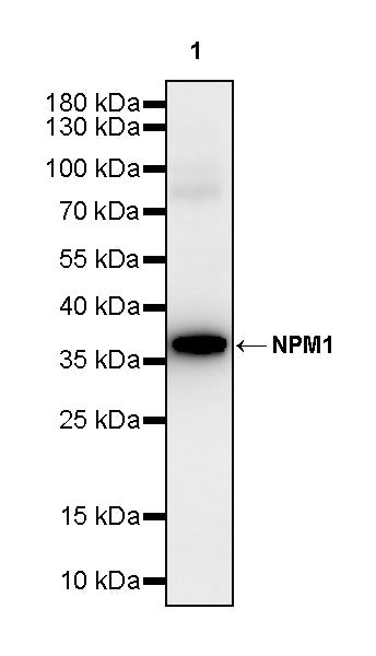 NPM1 Rabbit Polyclonal Antibody