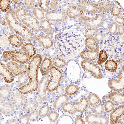 SHMT2/SHMT Recombinant Rabbit mAb (S-1581-5)