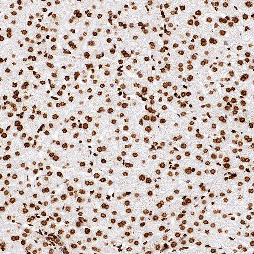 Histone H4 Recombinant Rabbit mAb (S-499-253)