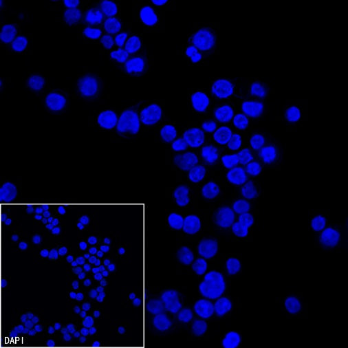 EpCAM Recombinant Rabbit mAb (Alexa Fluor® 488 Conjugate) (S-078-128)
