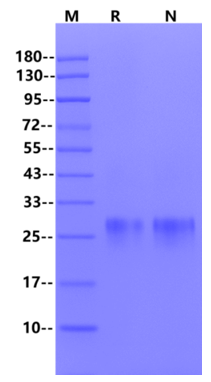 R-Spondin1/RSPO1 Protein, Human