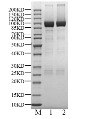 PKCθ GST Tag Protein, Human