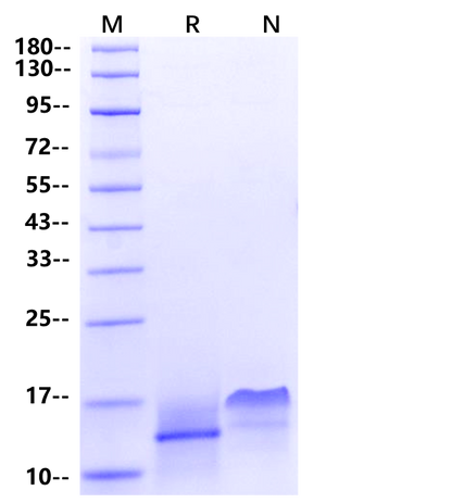 HB-EGF Protein, Human