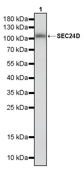 SEC24D Rabbit Polyclonal Antibody