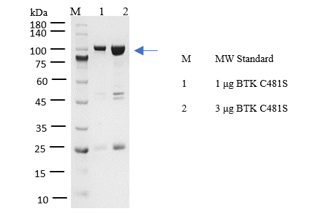 BTK[C481S] Protein