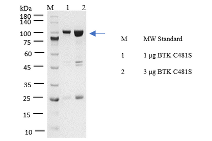 BTK[C481S] Protein