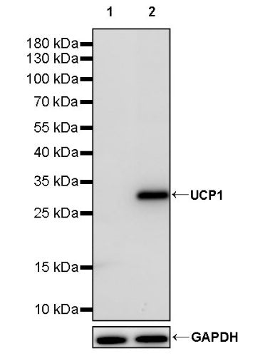 UCP1 Recombinant Rabbit mAb (SDT-2275-37)