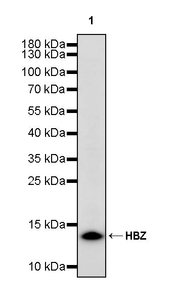 HBZ Rabbit Polyclonal Antibody