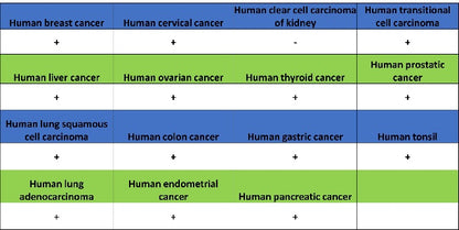 c-IAP2 Recombinant Rabbit mAb (S-3395)