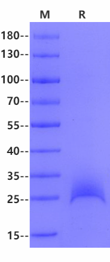 DcR3 His Tag Protein, Human