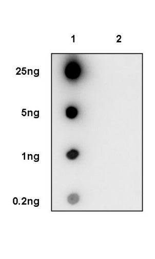 Histone H3 (Lactyl K18) Recombinant Rabbit mAb (S-3217-72)