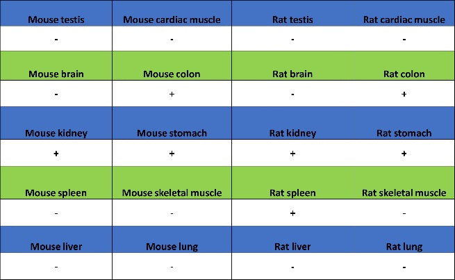 Pericentrin Recombinant Rabbit mAb (S-3493)