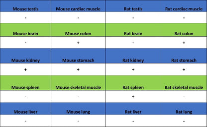 Pericentrin Recombinant Rabbit mAb (S-3493)
