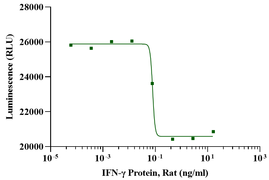 IFN-γ Protein, Rat