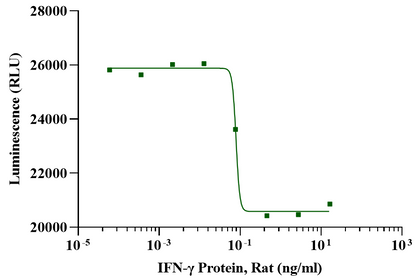 IFN-γ Protein, Rat