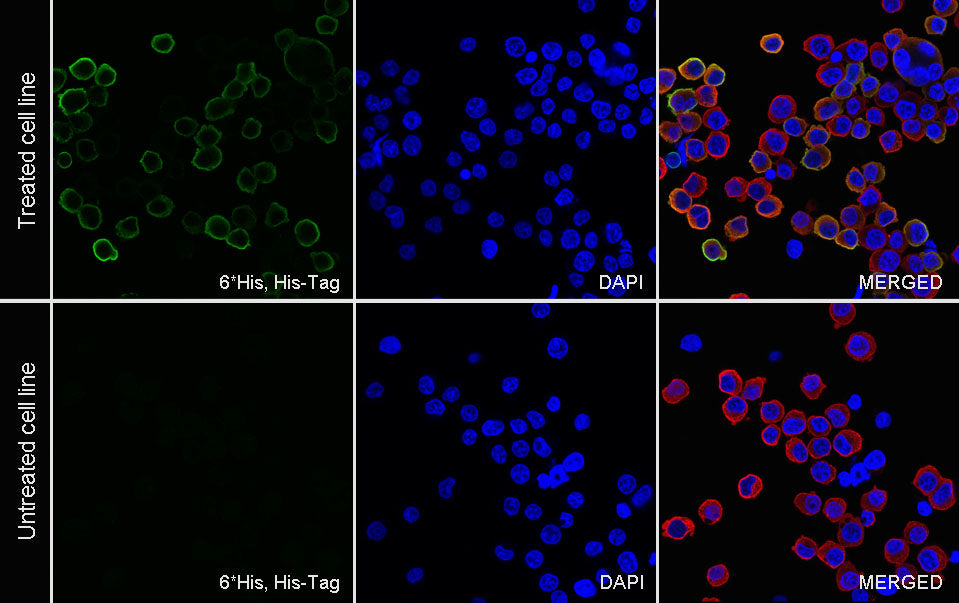 His Tag Recombinant Mouse mAb (S-5299)