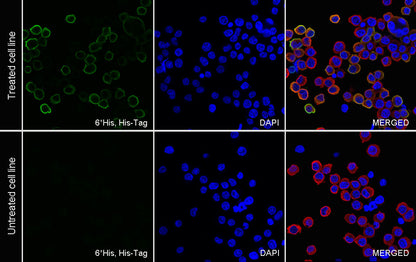 His Tag Recombinant Mouse mAb (S-5299)